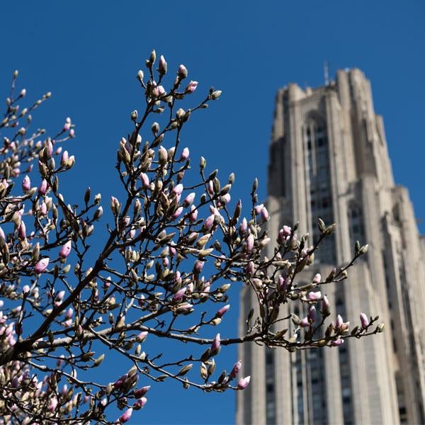 Cathedral exterior with spring magnolia tree