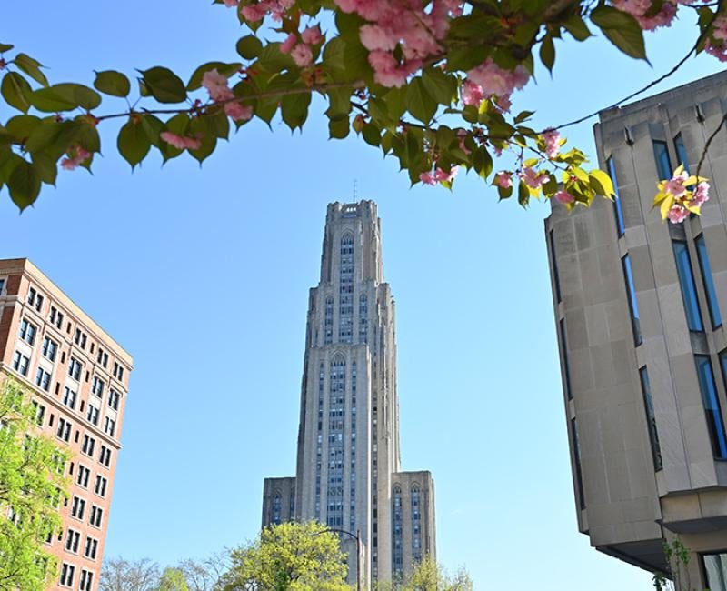 Distance shot of the Cathedral of Learning with pink flowers in foreground