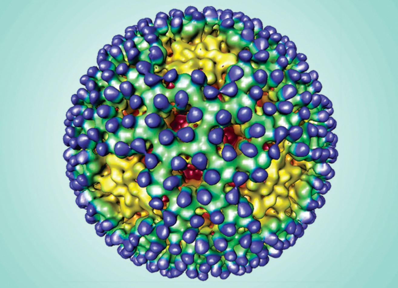a model of the virus