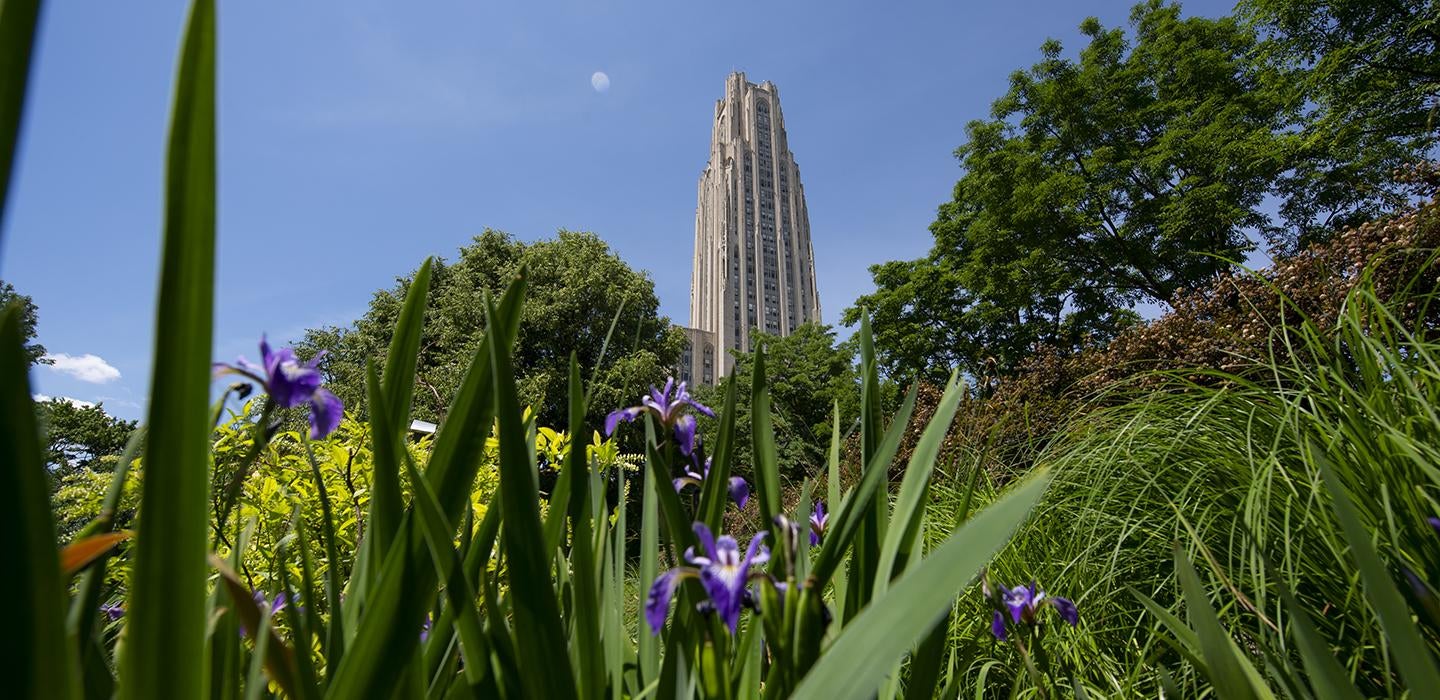 Close up view of plants with Cathedral of Learning in background