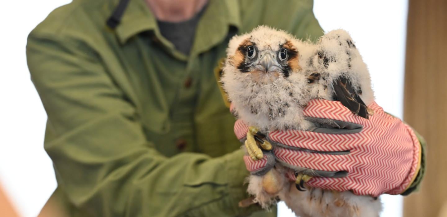 A person wearing gloves holds a football-sized falcon chick
