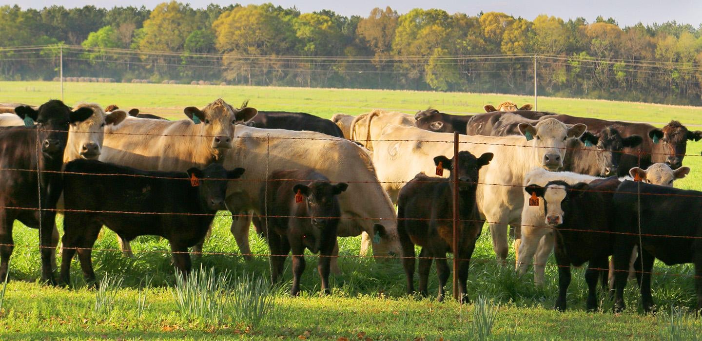 A herd of cattle stand in a field behind a wire fence