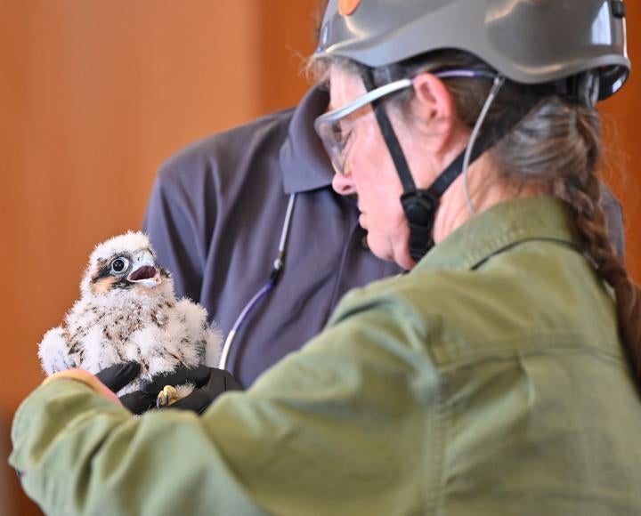 Person wearing helmet and safety glasses handles baby falcon