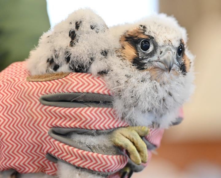 Close-up of gloved hands folding a falcon chick