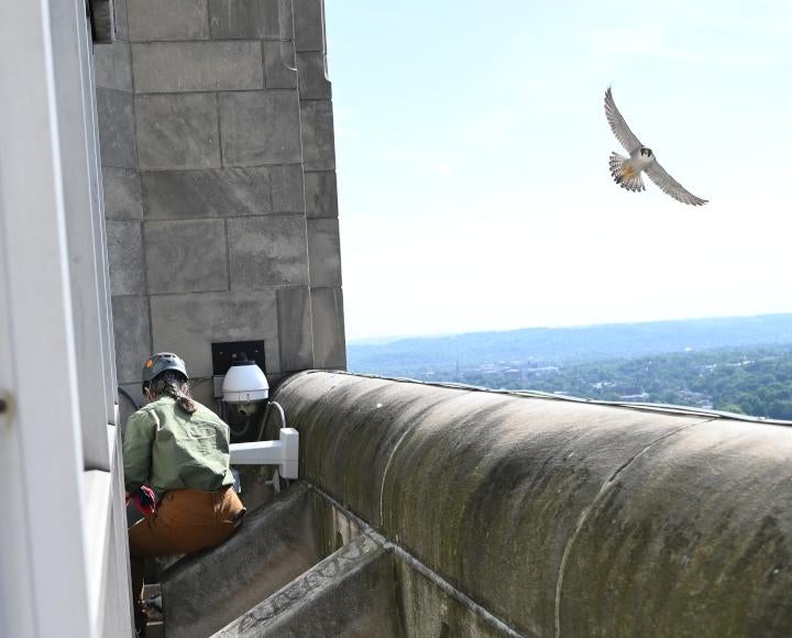 Helmeted game warden kneels on Cathedral of Learning patio while falcon swoops by