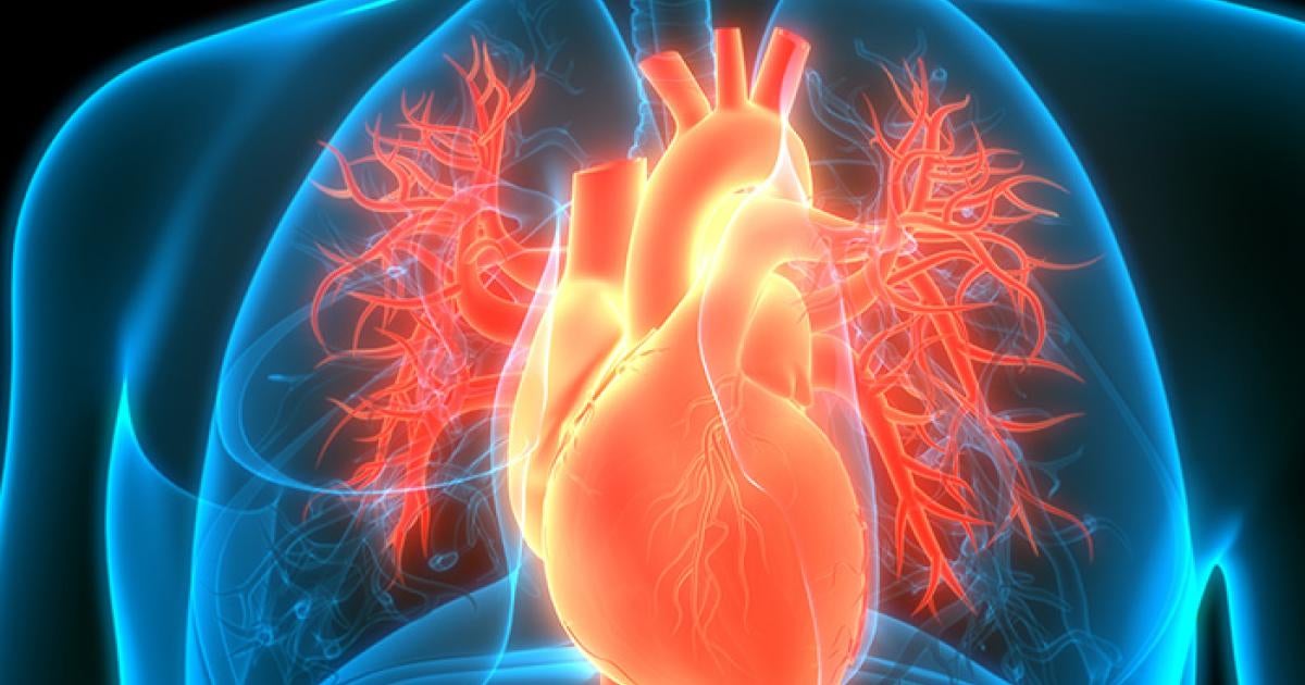 Why don't adult heart cells regenerate? A new Pitt study provides an ...