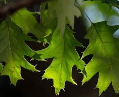 pointy green leaves with dappled light behind them