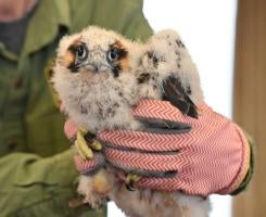 A person wearing gloves holds a football-sized falcon chick