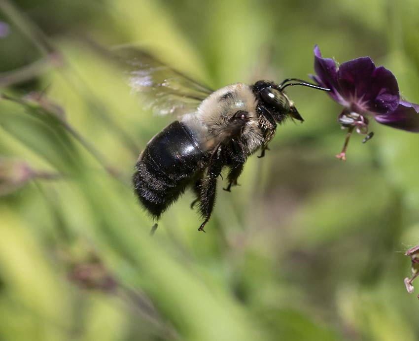 Bee flying near purple flower