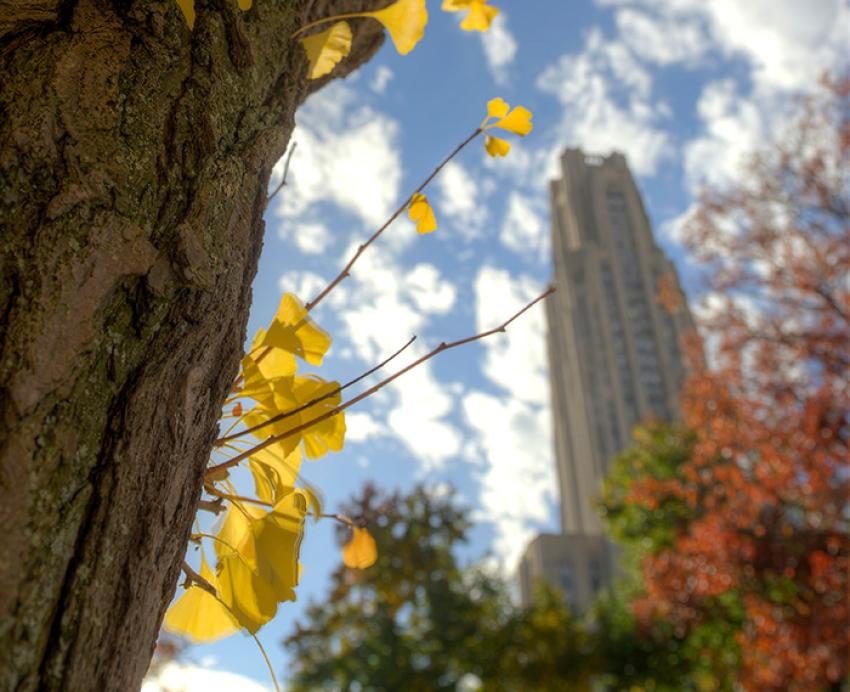 The Cathedral of Learning. A tree with yellow leaves is in focus in the foreground.