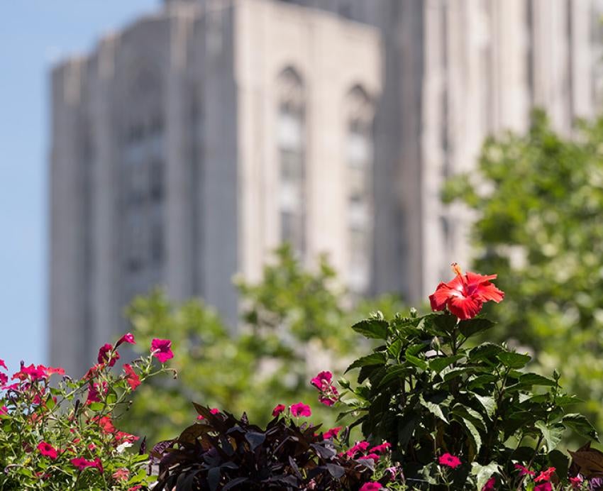 Flowers in focus in front of the Cathedral of Learning