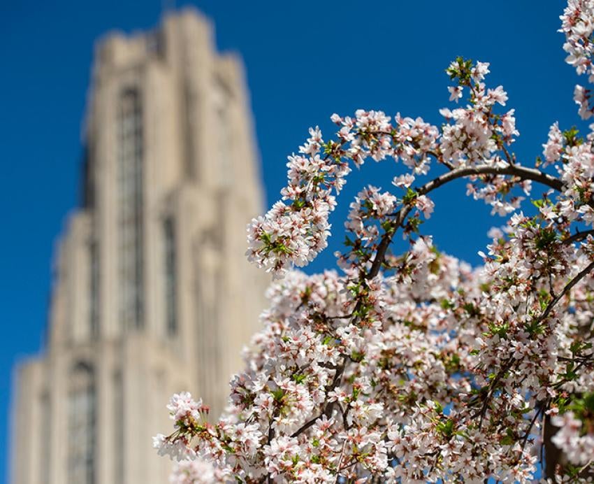 Blossoms in front of a blurry Cathedral of Learning