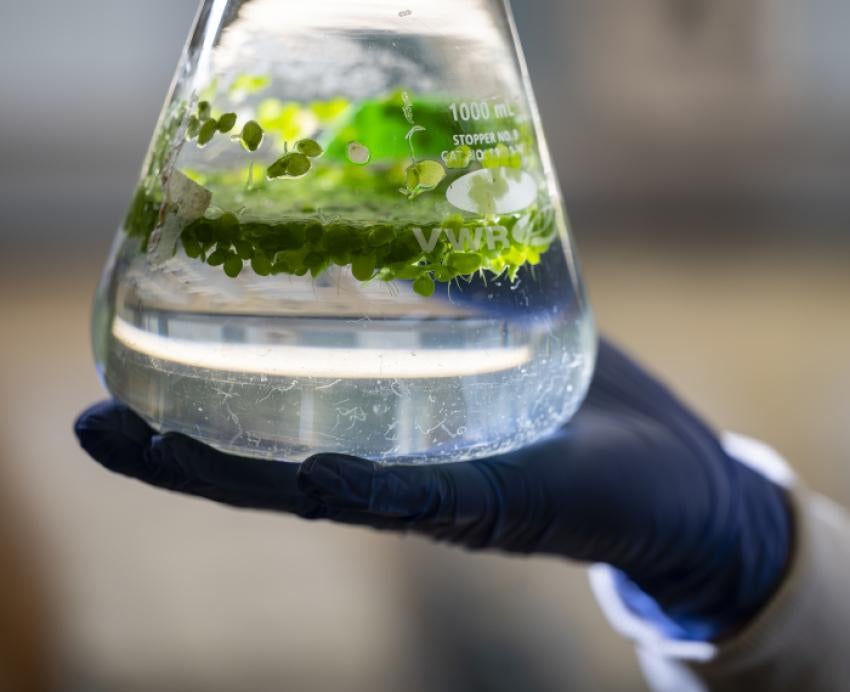 A gloved hand holds a beaker full of the tiny pond plant duckweed