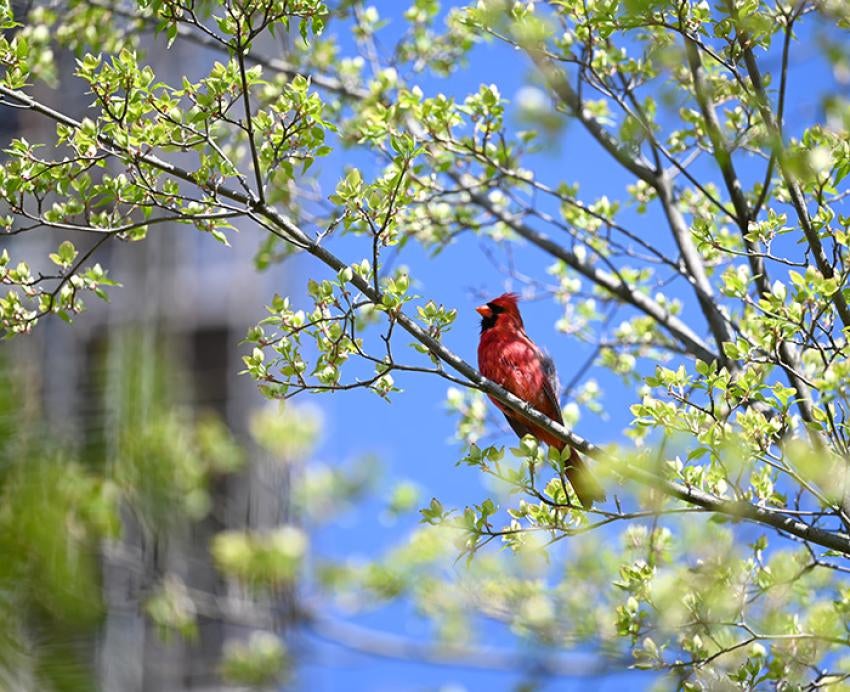 A cardinal on a tree branch
