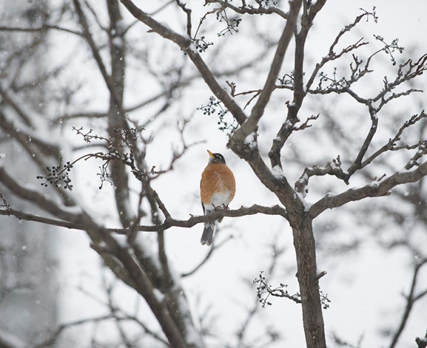 A bird sits on a snowy tree branch
